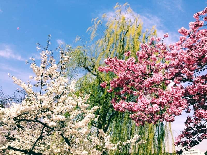 春になると桜が満開に