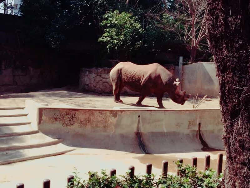 上野動物園のサイ